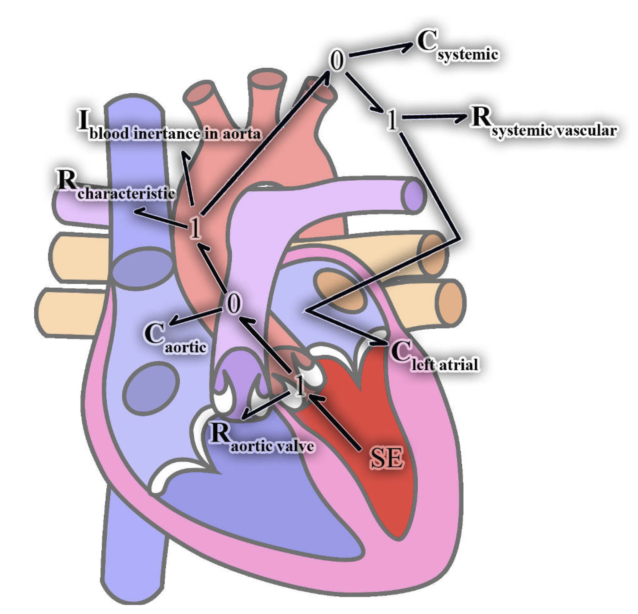 bond graph representation of heart
