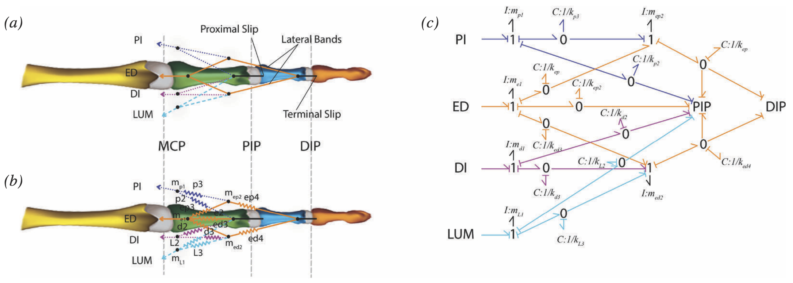 bond graph representation of musculoskeletal hand