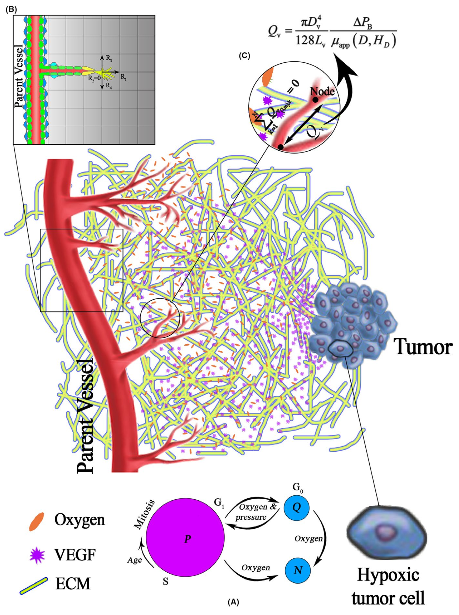 schematic of tumour microenvironment